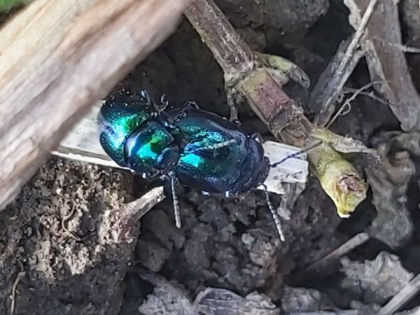 A - nejednoznačne určen&yacute;, nie sme si ist&iacute;