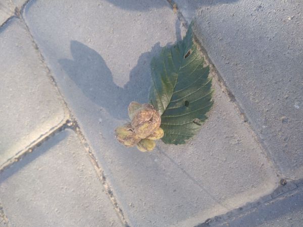 Vlnačka brestov&aacute;