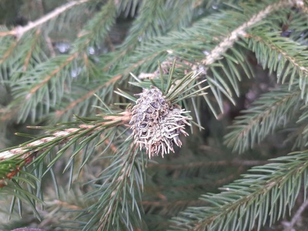 K&ocirc;rovnica zelen&aacute;