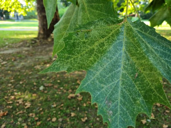 Sietnička platanov&aacute;