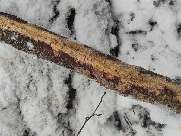 Lykožr&uacute;t leskl&yacute; 