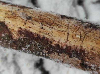 Lykožr&uacute;t leskl&yacute; 