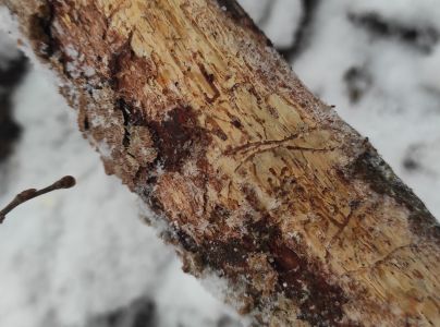 Lykožr&uacute;t leskl&yacute; 