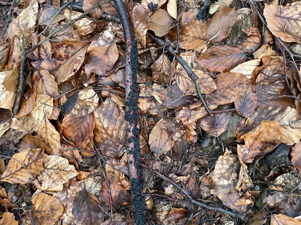 Tmavor&ocirc;solovec mozgovit&yacute;