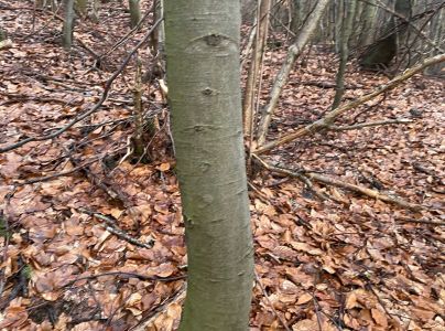 Tmavor&ocirc;solovec mozgovit&yacute;