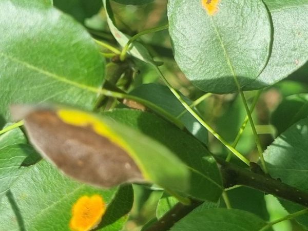 Hrdzavka hru&scaron;kov&aacute;