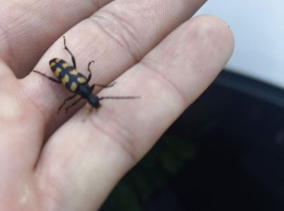 A - nie je v datab&aacute;ze