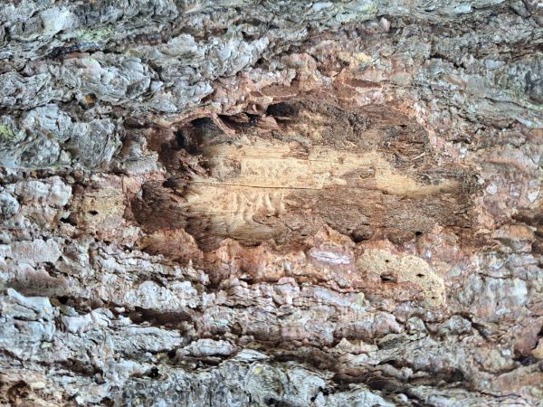 A - nejednoznačne určen&yacute;, nie sme si ist&iacute;