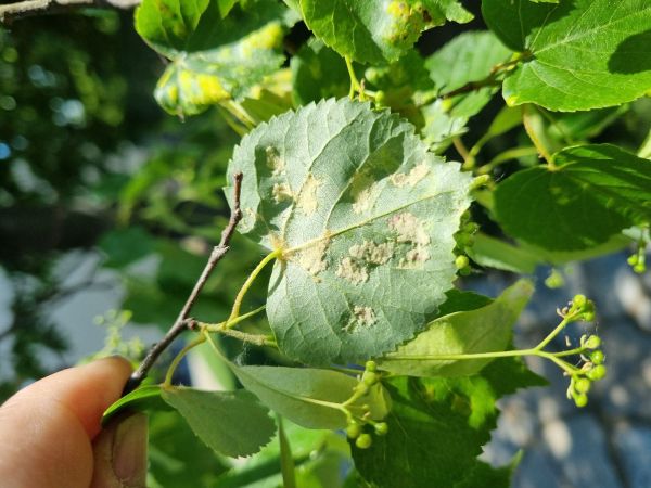 Roztoč Eriophyes leiosoma = exilis