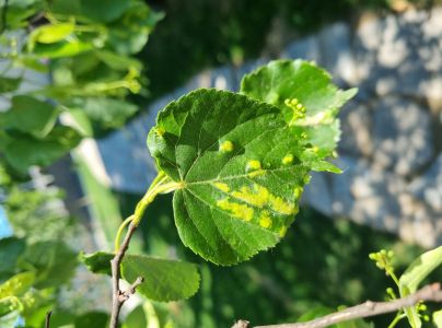 Roztoč Eriophyes leiosoma = exilis
