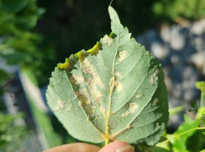 Roztoč Eriophyes leiosoma = exilis