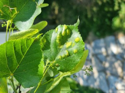 Roztoč Eriophyes leiosoma = exilis