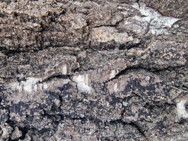 Uhliarik p&aacute;len&yacute;