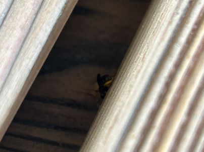 A - nejednoznačne určen&yacute;, nie sme si ist&iacute;