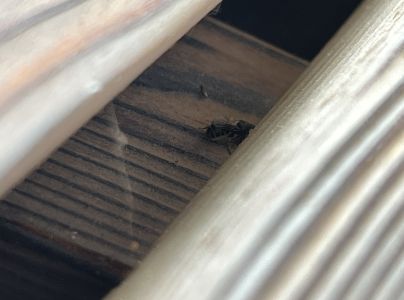 A - nejednoznačne určen&yacute;, nie sme si ist&iacute;