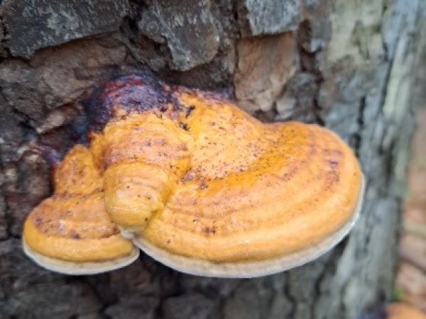 Ry&scaron;avec slziaci