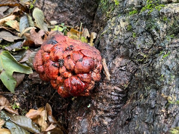 A - nejednoznačne určen&yacute;, nie sme si ist&iacute;