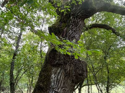 A - nejednoznačne určen&yacute;, nie sme si ist&iacute;
