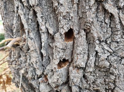 Fuz&aacute;č veľk&yacute;