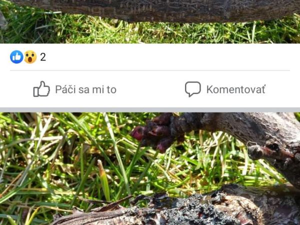 A - nie je v datab&aacute;ze