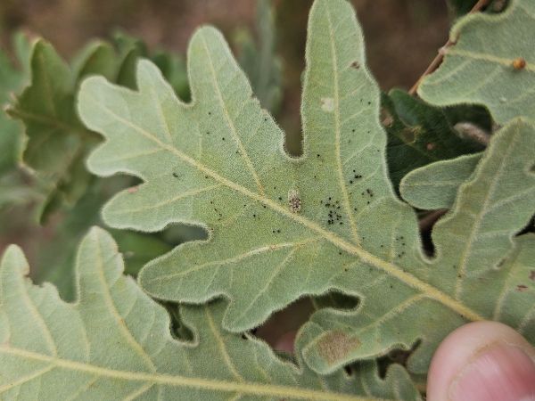 Sietnička dubov&aacute;