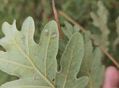 Sietnička dubov&aacute;