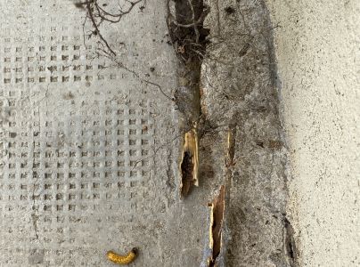 Drevotoč hruškový