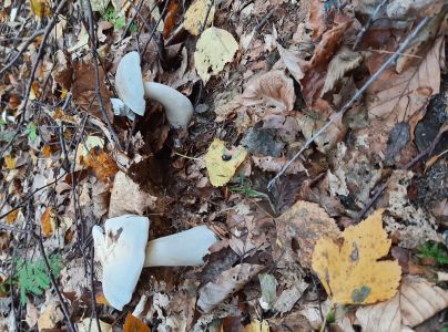 A - nie je v datab&aacute;ze