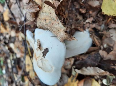 A - nie je v datab&aacute;ze