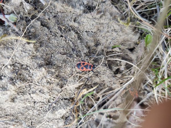 Cifru&scaron;a bezkr&iacute;dla 