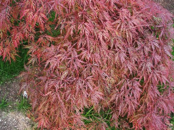 A - nejednoznačne určen&yacute;, nie sme si ist&iacute;