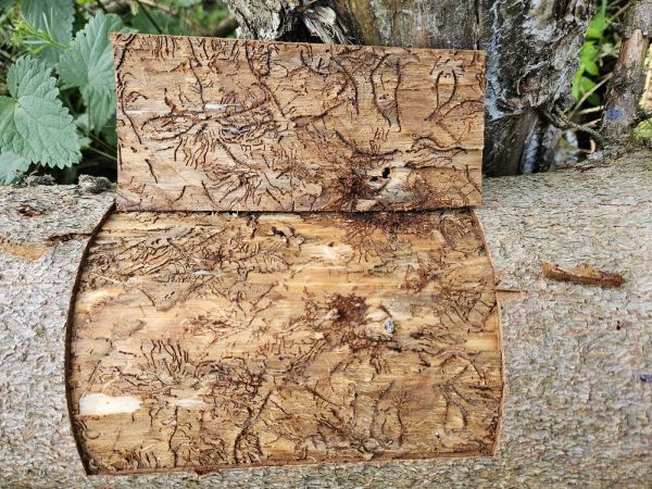 Lykožr&uacute;t leskl&yacute; 