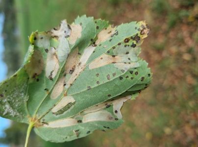 Plosk&aacute;čik lipov&yacute;