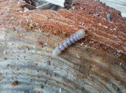 A - nejednoznačne určen&yacute;, nie sme si ist&iacute;