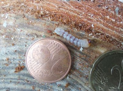 A - nejednoznačne určen&yacute;, nie sme si ist&iacute;