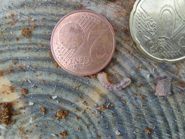 A - nejednoznačne určen&yacute;, nie sme si ist&iacute;