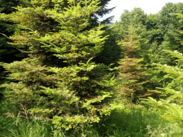 K&ocirc;rovnica kaukazsk&aacute;