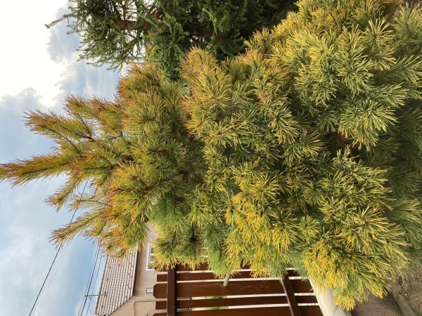 A - nejednoznačne určen&yacute;, nie sme si ist&iacute;