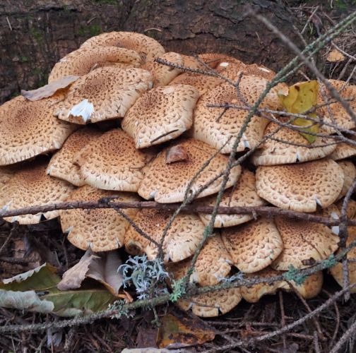 Michaela Goceliaková