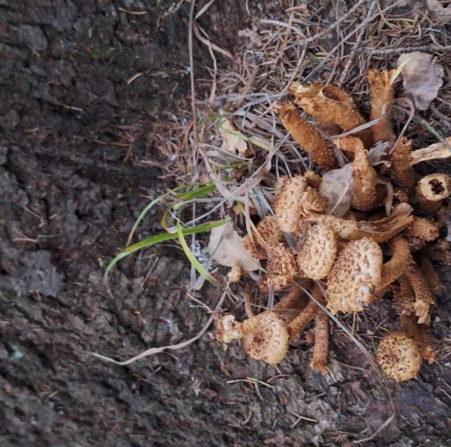 Michaela Goceliaková