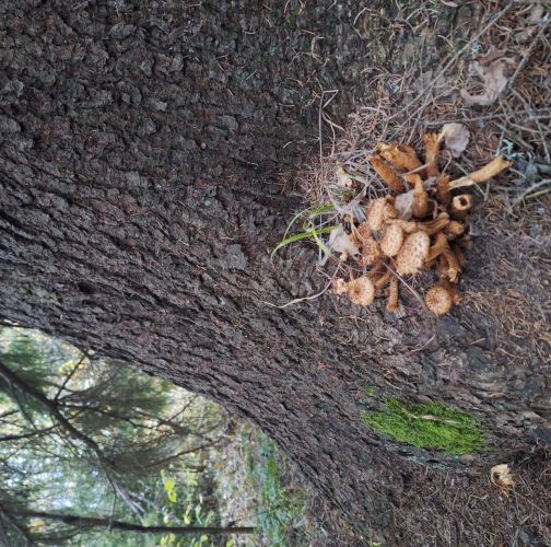 Michaela Goceliaková