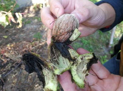 Vrtivka orechov&aacute; 