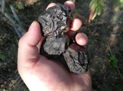 Vrtivka orechov&aacute; 