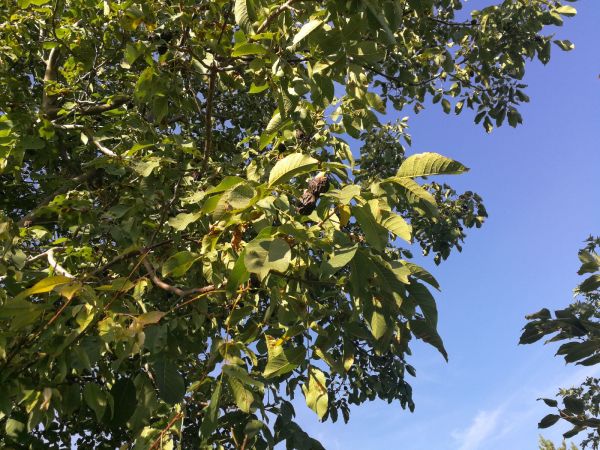 Vrtivka orechov&aacute; 