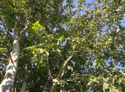 Vrtivka orechov&aacute; 