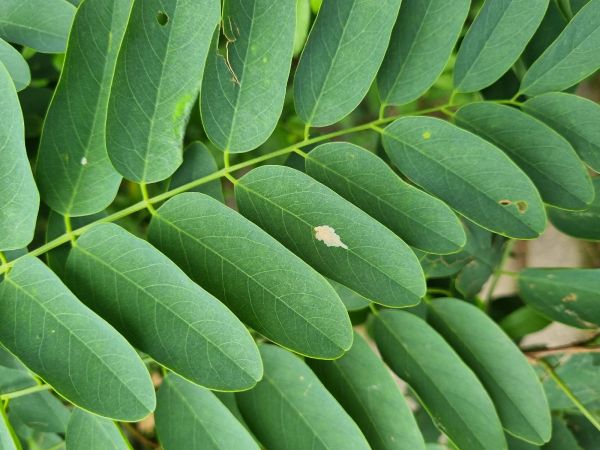 Psotka ag&aacute;tov&aacute; 