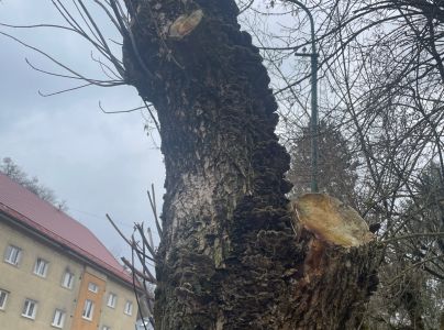 Chlpatica jednofarebn&aacute;