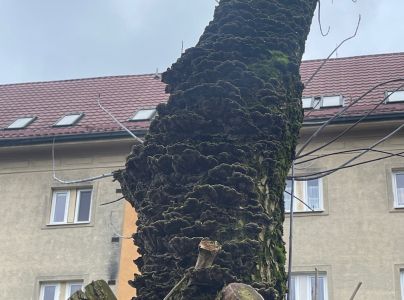 Chlpatica jednofarebn&aacute;