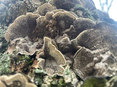 Chlpatica jednofarebn&aacute;