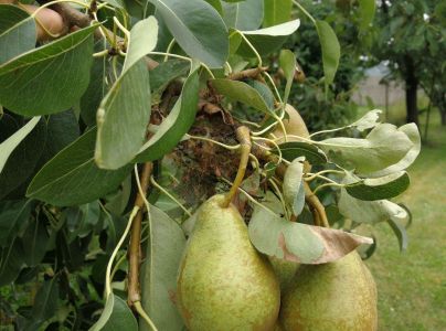 Ploskanka hru&scaron;kov&aacute;